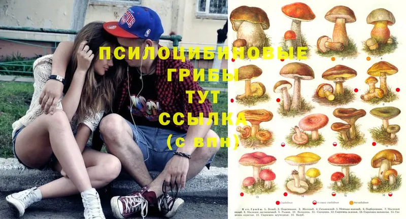 дарнет шоп  Краснообск  omg ТОР  Псилоцибиновые грибы Cubensis 